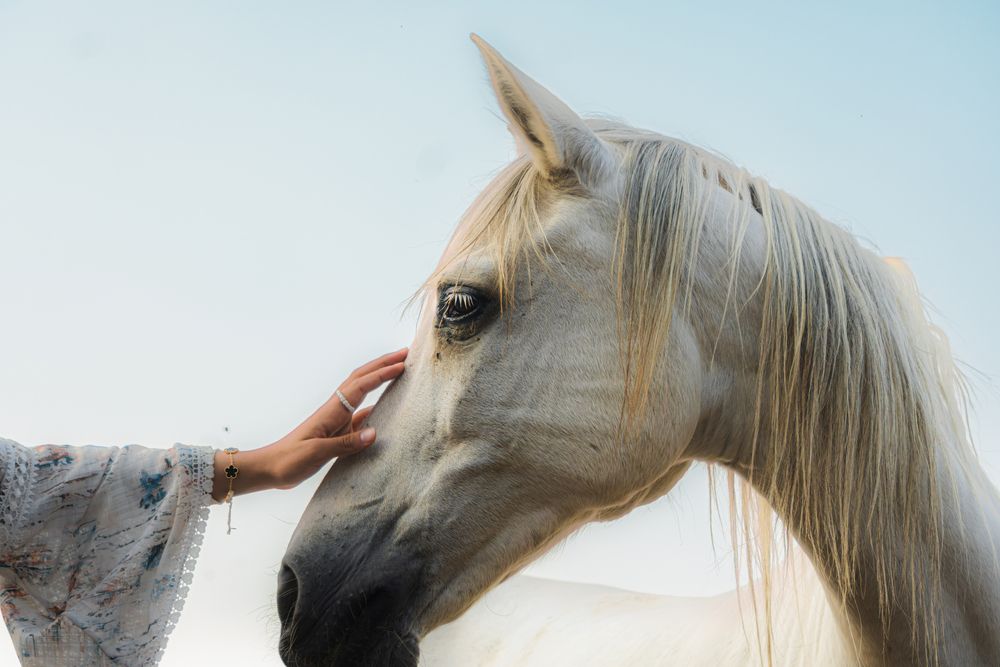 Photograph by Abdullah Salah