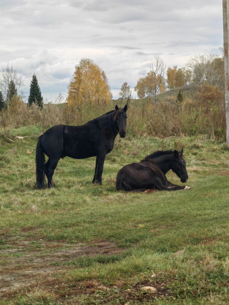 Photograph by Чкареули Светлана