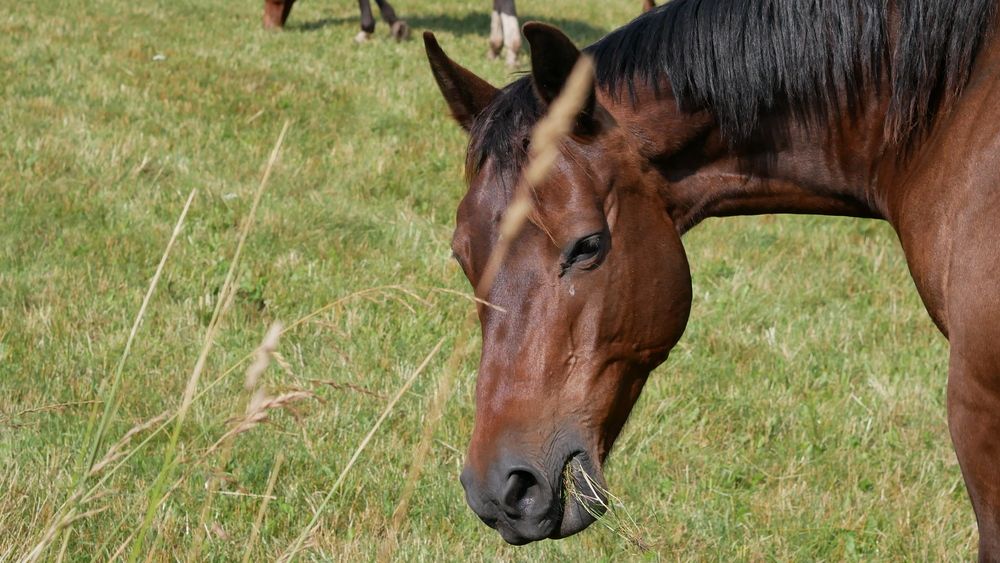 Фотография автора Владимир Лобанов