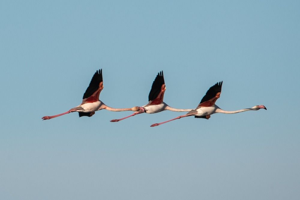 Flamencos en formación