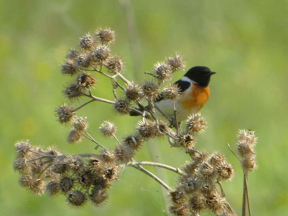 Черноголовый чекан