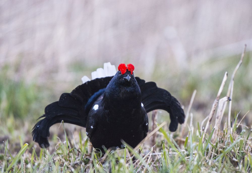 Photograph by Кулаков Юрий