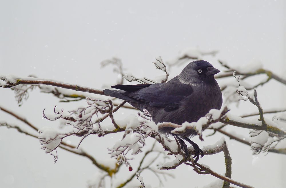 Photograph by Сушкевич Светлана