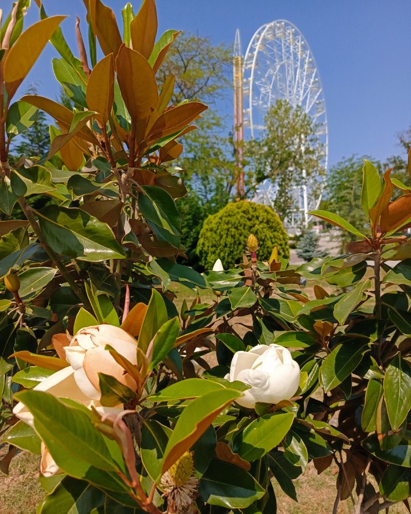 Photograph by Елена Горпиняк