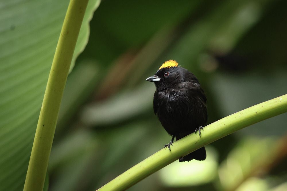 Photograph by Mauricio Mora Flores