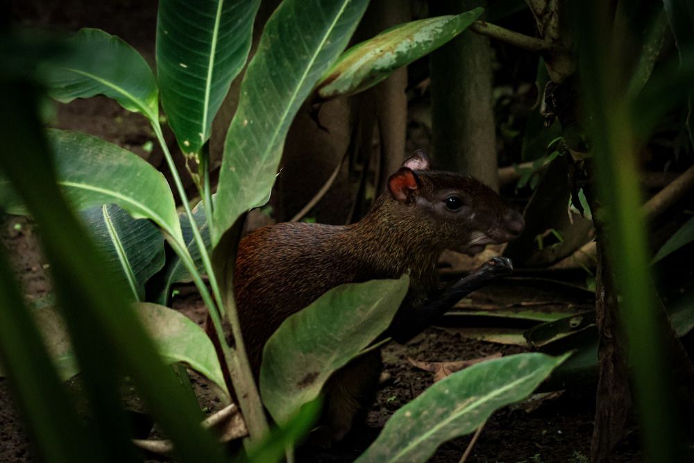 Photograph by Mauricio Mora Flores