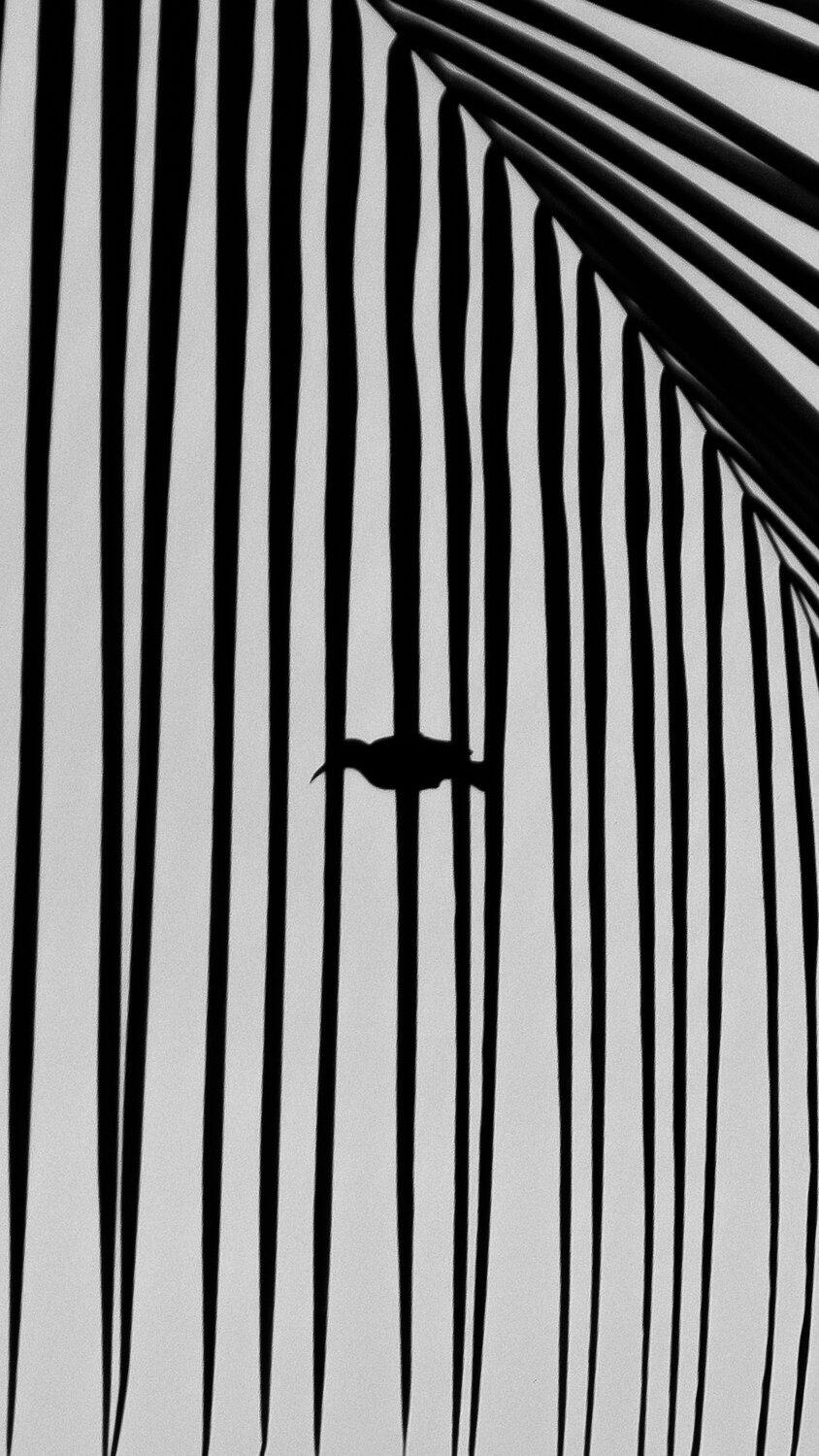 Stripes of Life