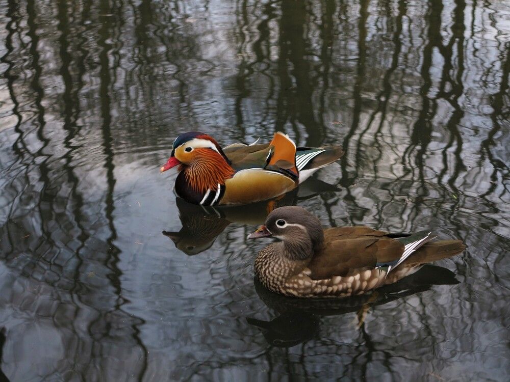 Пара мандаринок