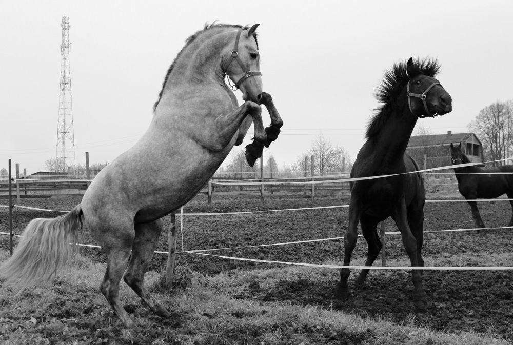 Фотография автора Julia Savelkina