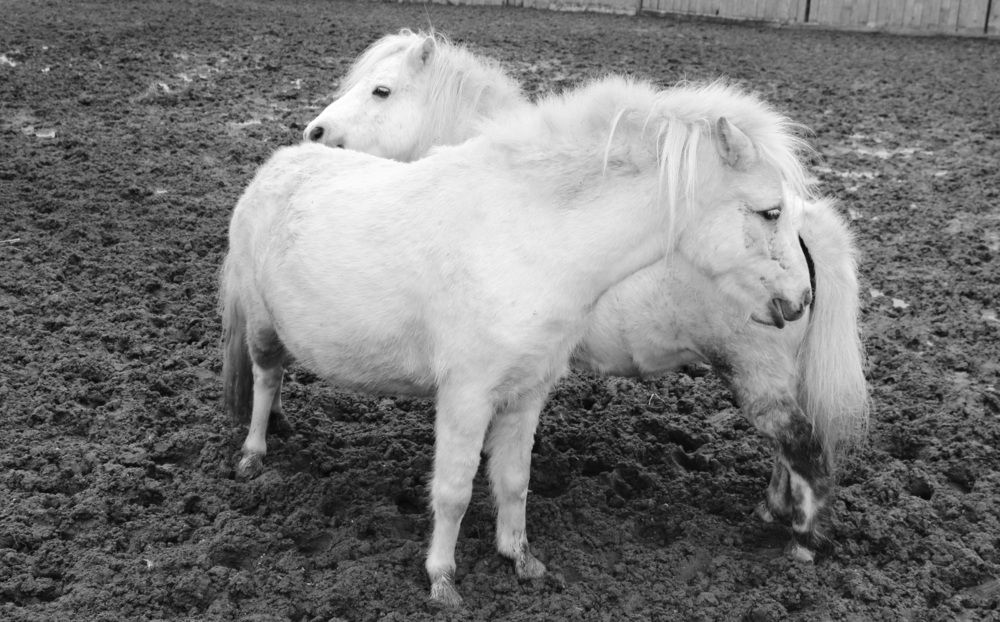 Photograph by Julia Savelkina