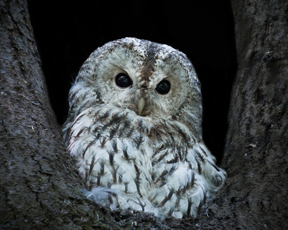 Фотография автора Пушкарева Василиса