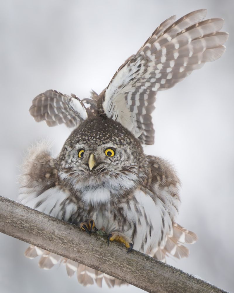 Фотография автора Пушкарева Василиса