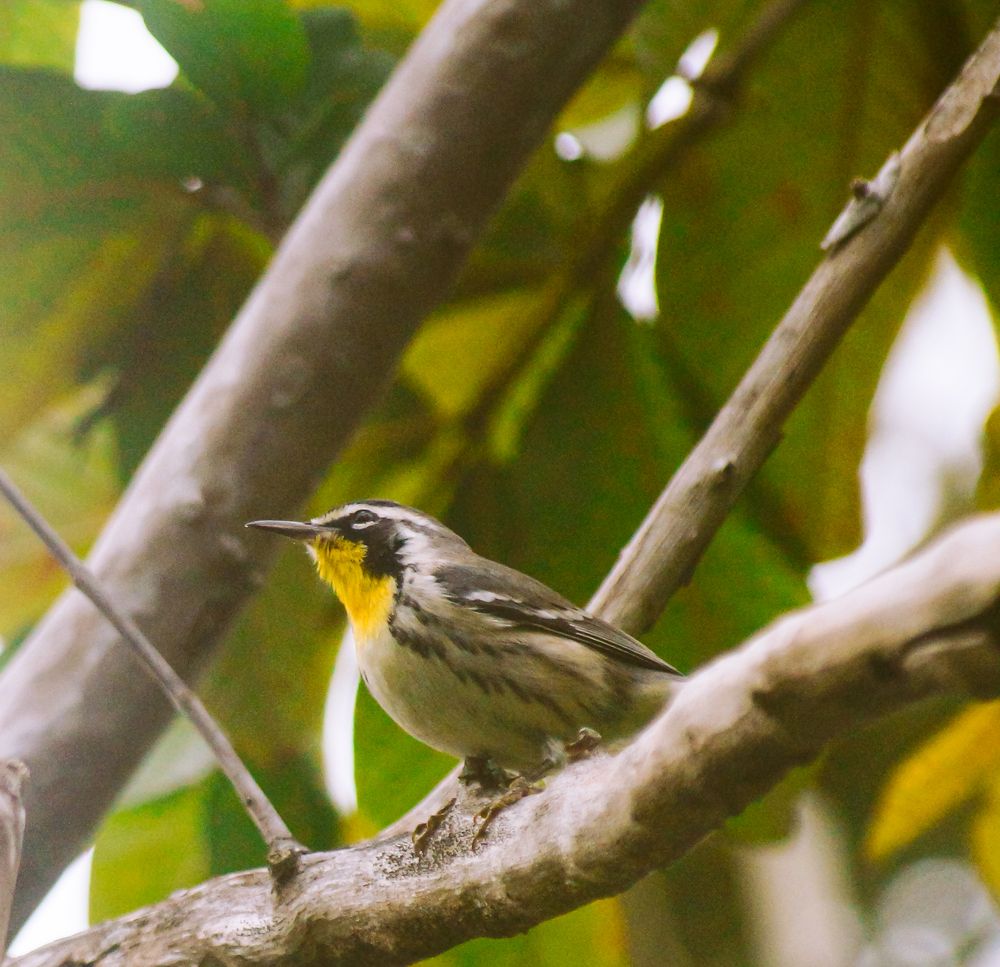 Фотография автора Julio Felipe Santo Tomas
