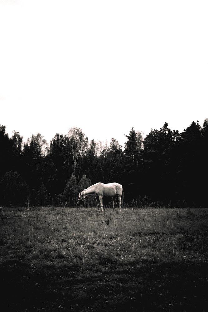 Photo #13090851