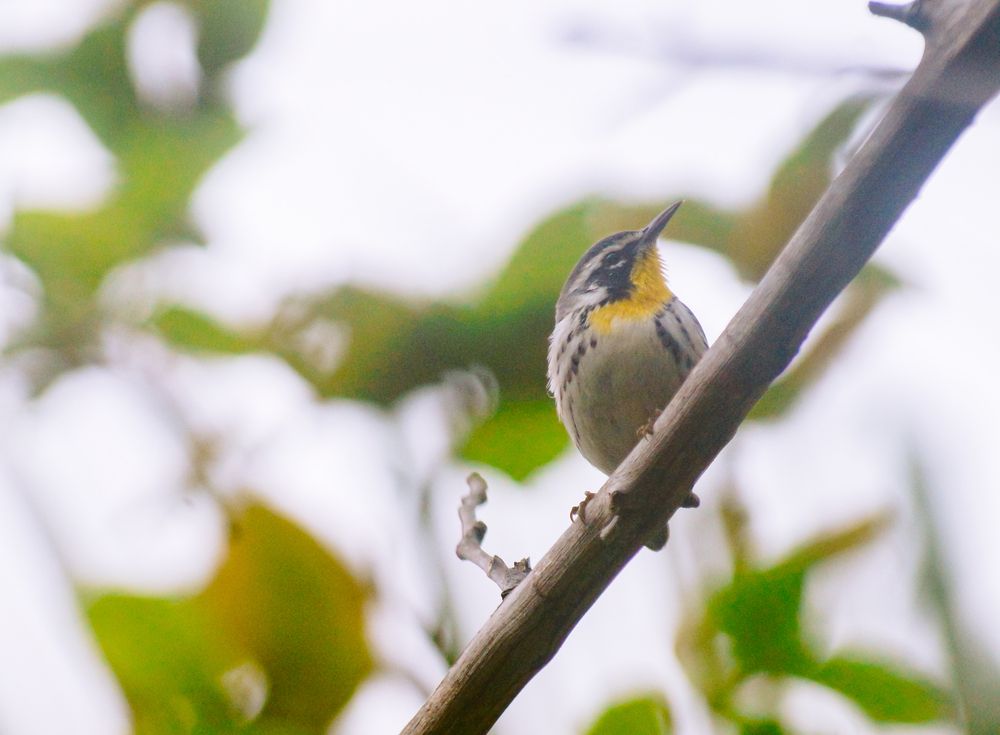 Фотография автора Julio Felipe Santo Tomas