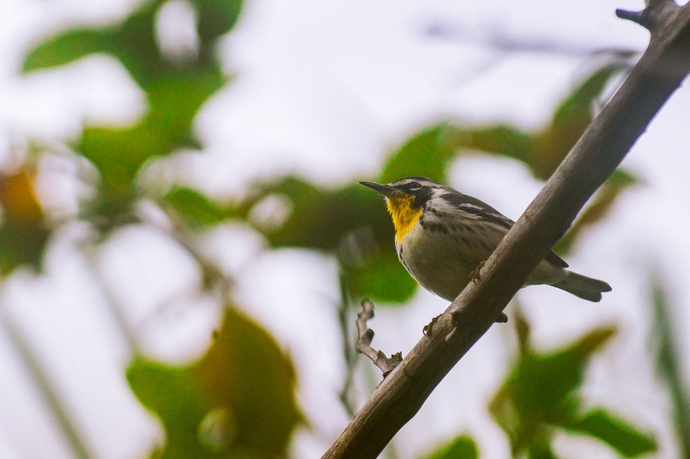 Фотография автора Julio Felipe Santo Tomas