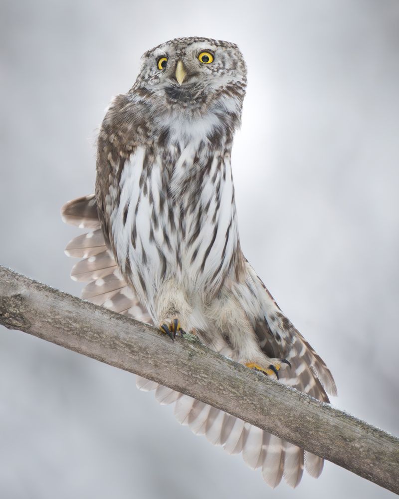 Фотография автора Пушкарева Василиса