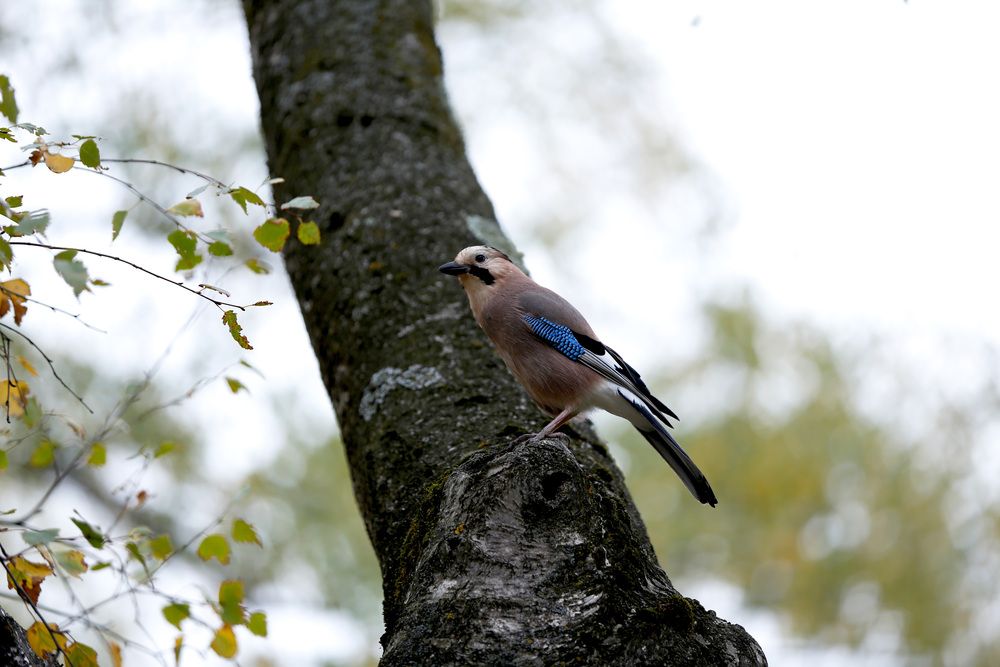Фотография автора Ольга Слотвинская