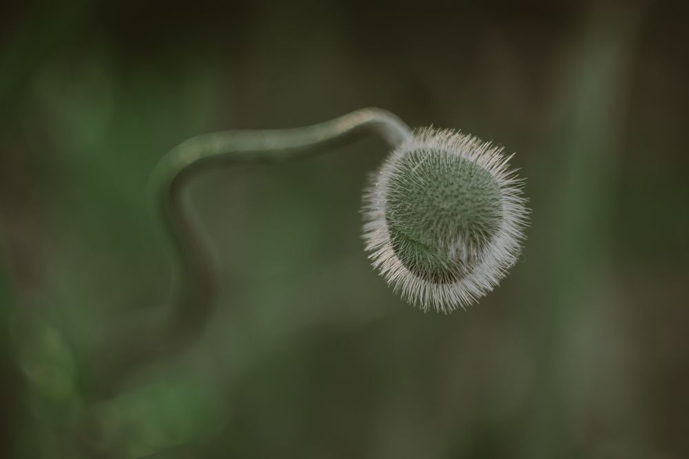 Photograph by Александра Плискова