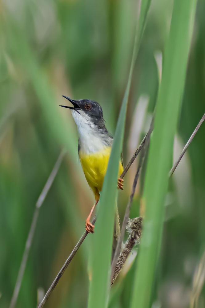 Фотография автора Subrata Das