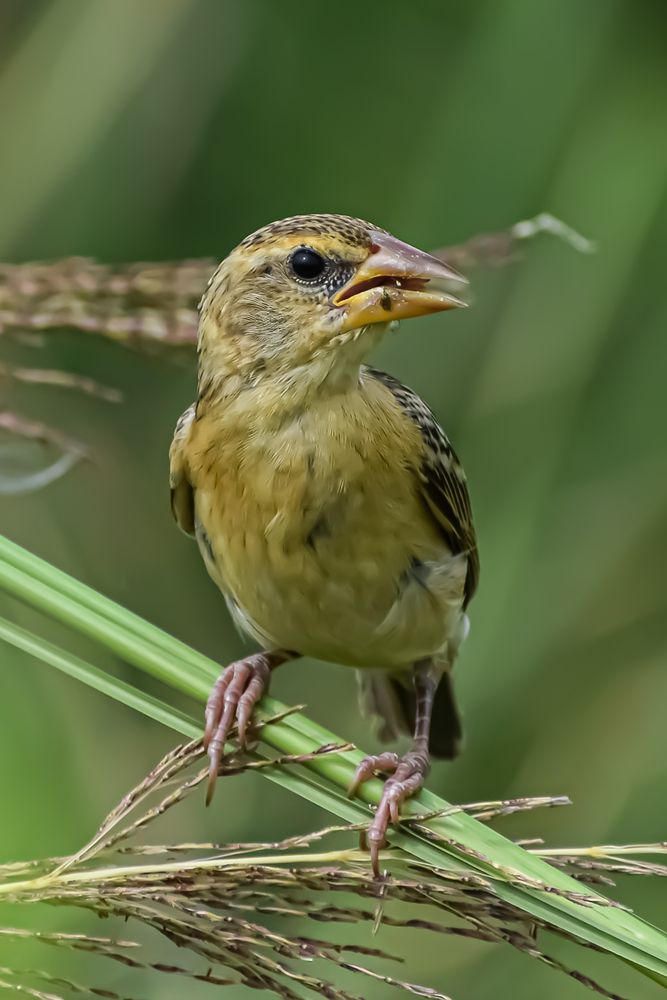 Фотография автора Subrata Das