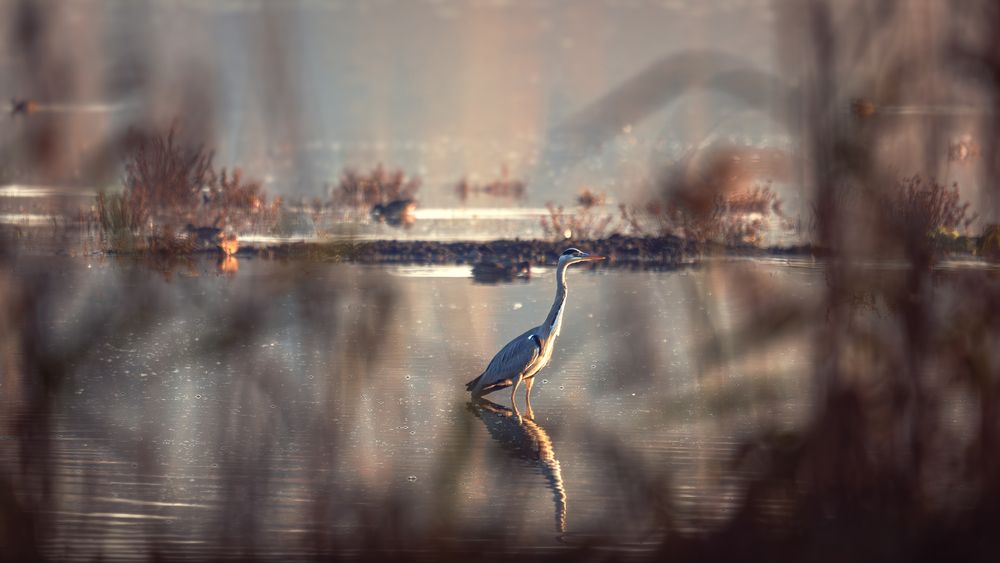 Photograph by Alex Reedson