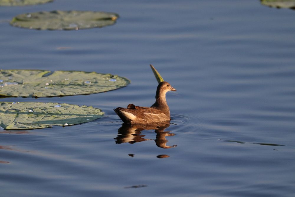 Photograph by Елена Иванкина