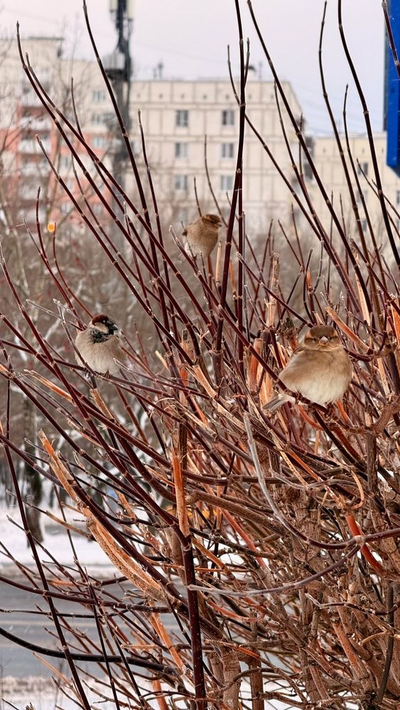 Друзья воробушки
