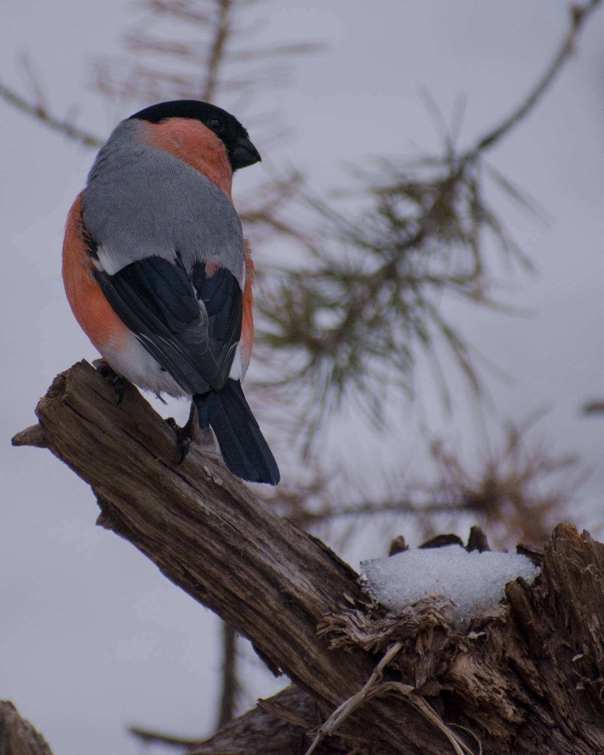Фотография #13091287