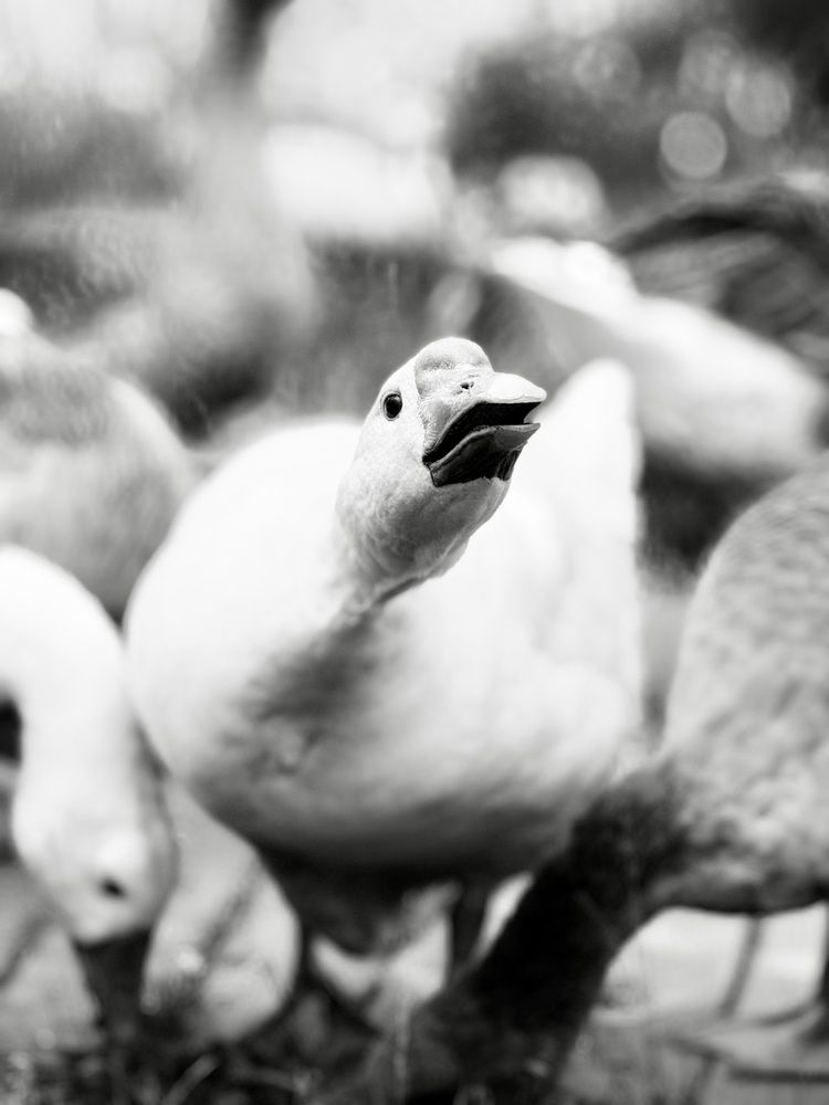 Photograph by Лазарева Анна Игоревна