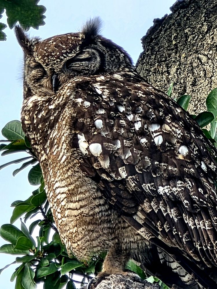 Фотография автора Nancy Scholtz