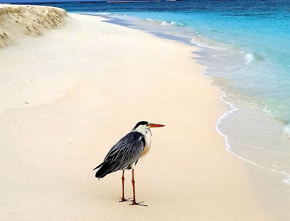 Цапля на берегу моря