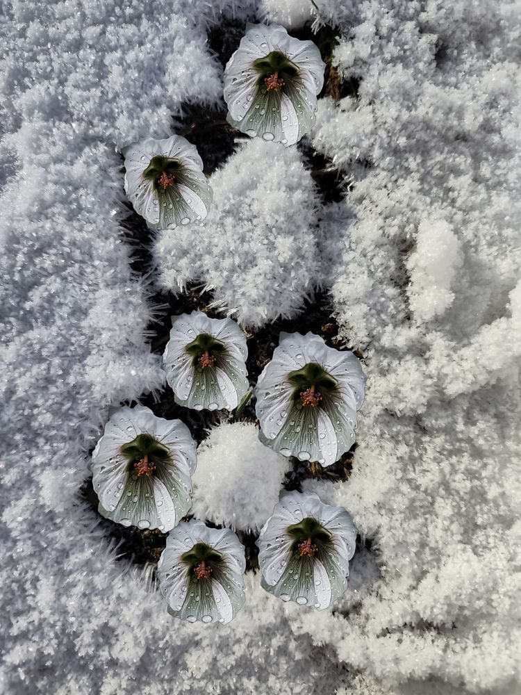 Фотография автора Алёна Пшеленская