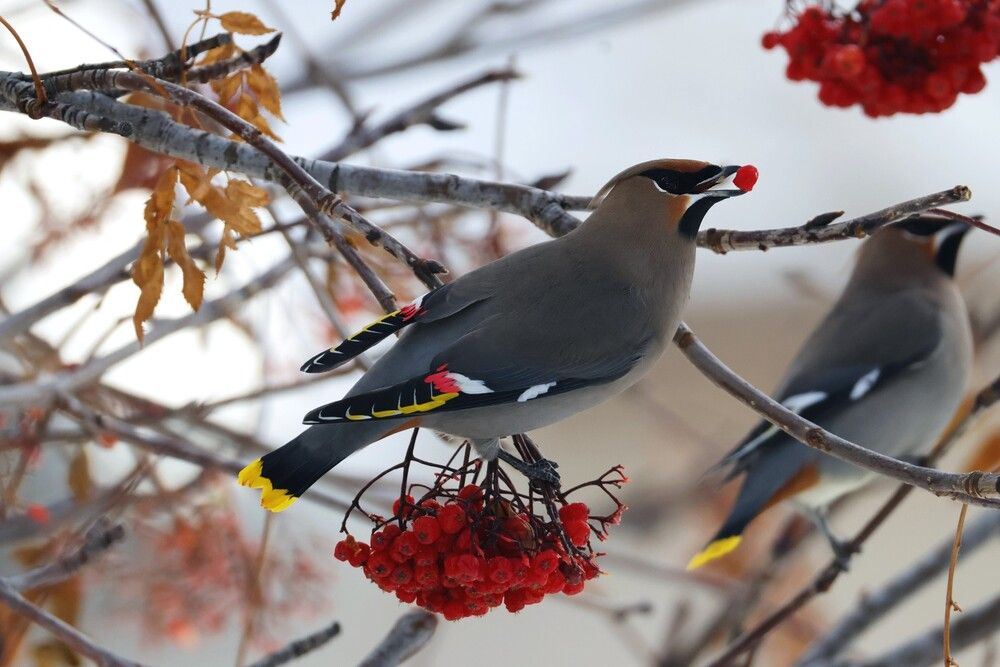 Bohemian Waxwing