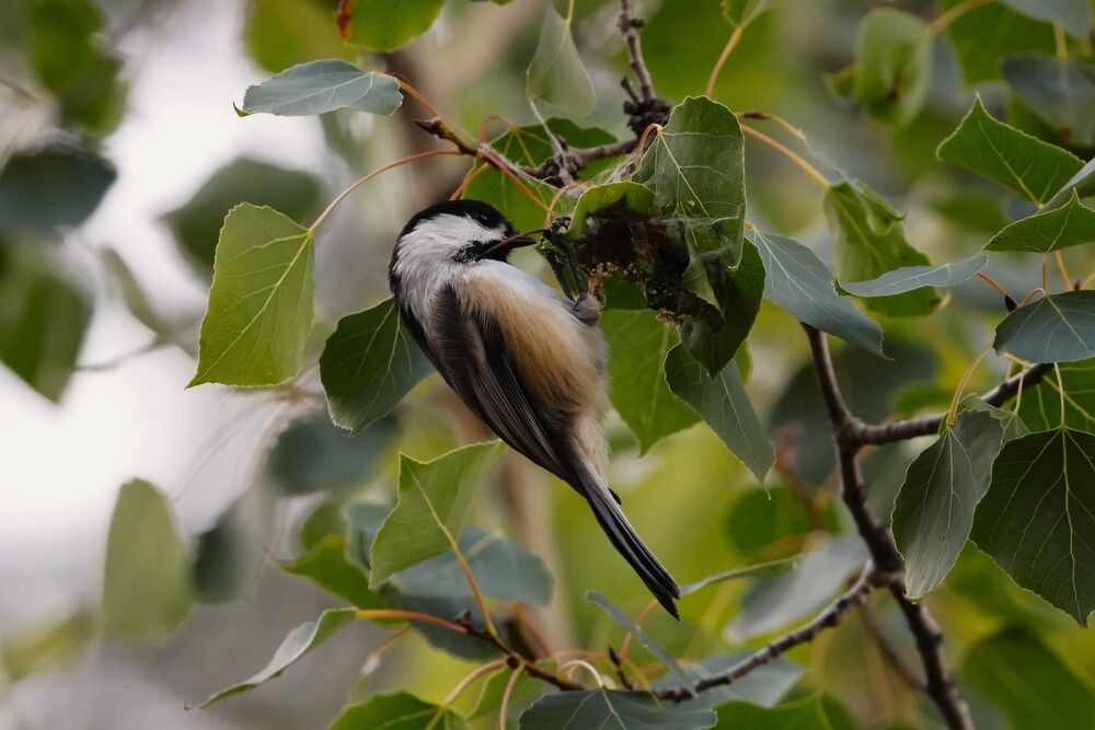 Фотография автора Elliot
