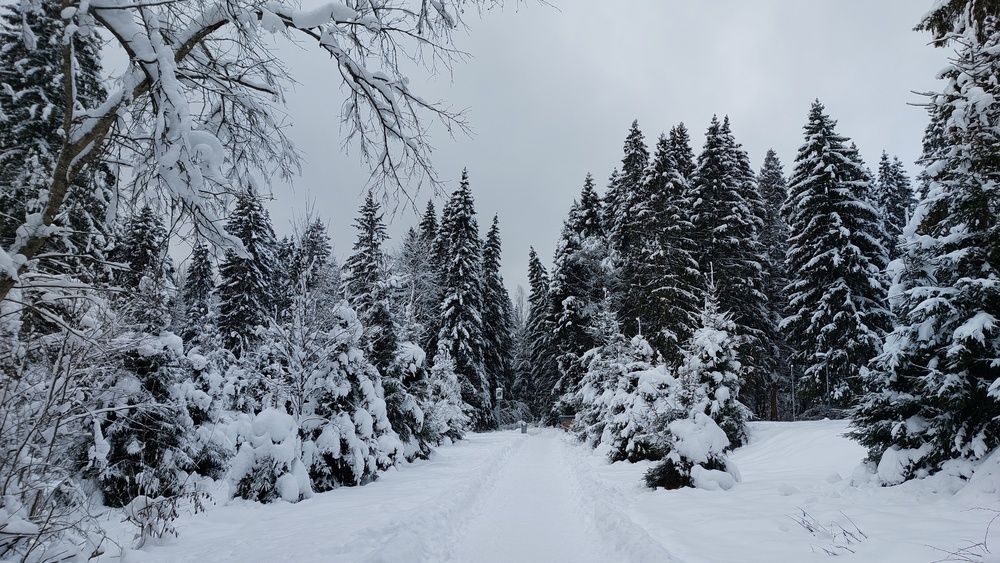 Зимний сказочный лес в снежном плену