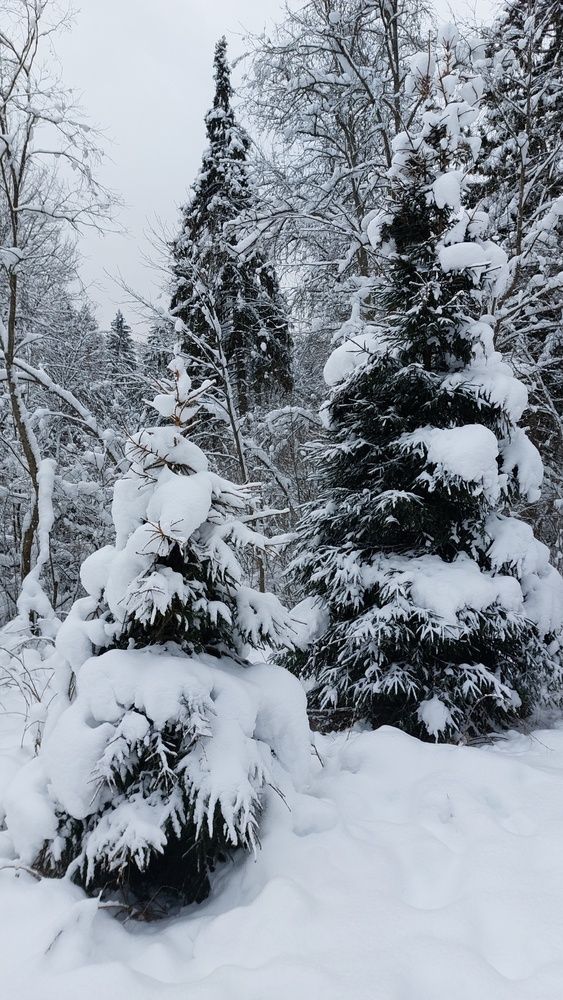 Зимняя сказка в Подмосковье
