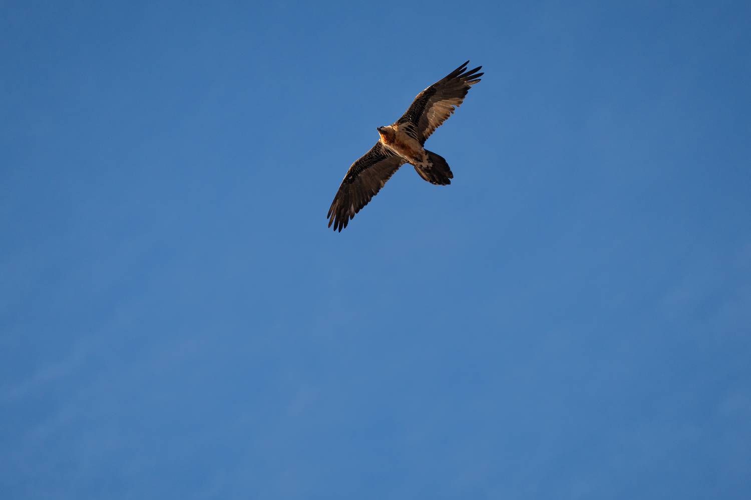 Фотография #13091549