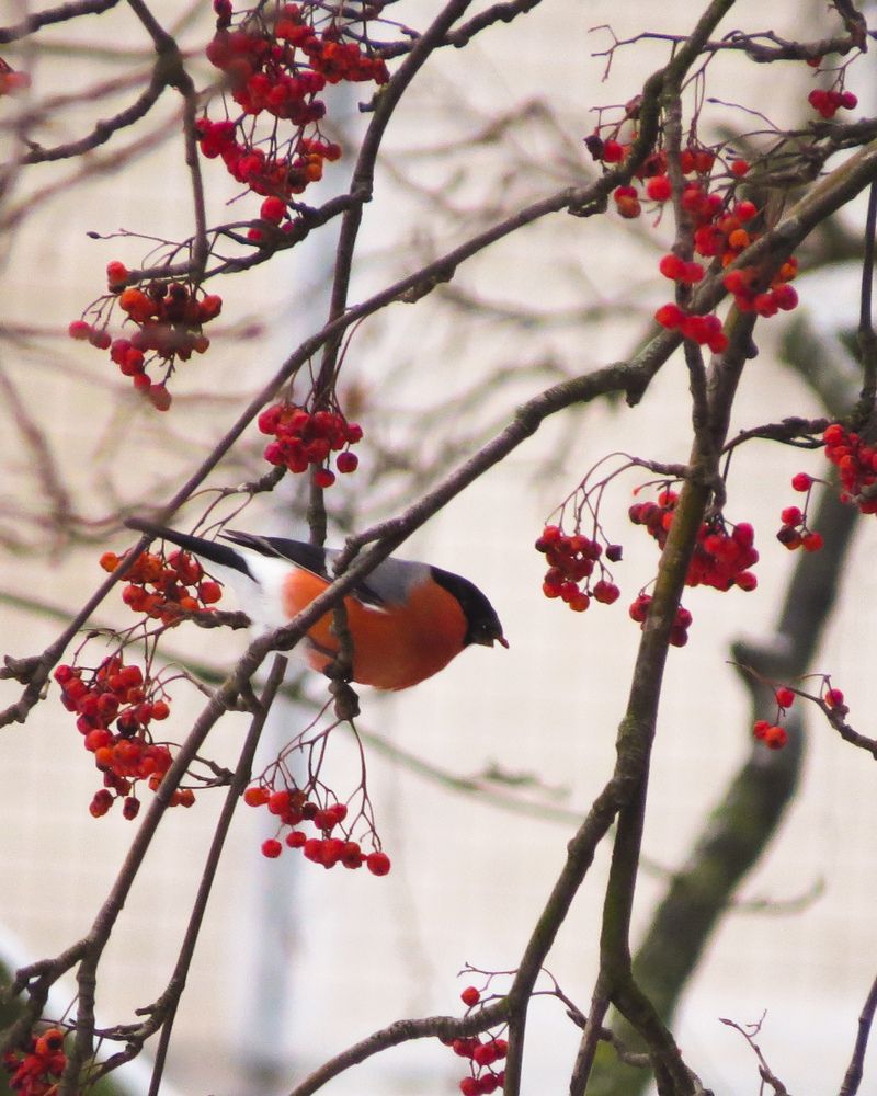 Фотография автора Марина Алексеевская