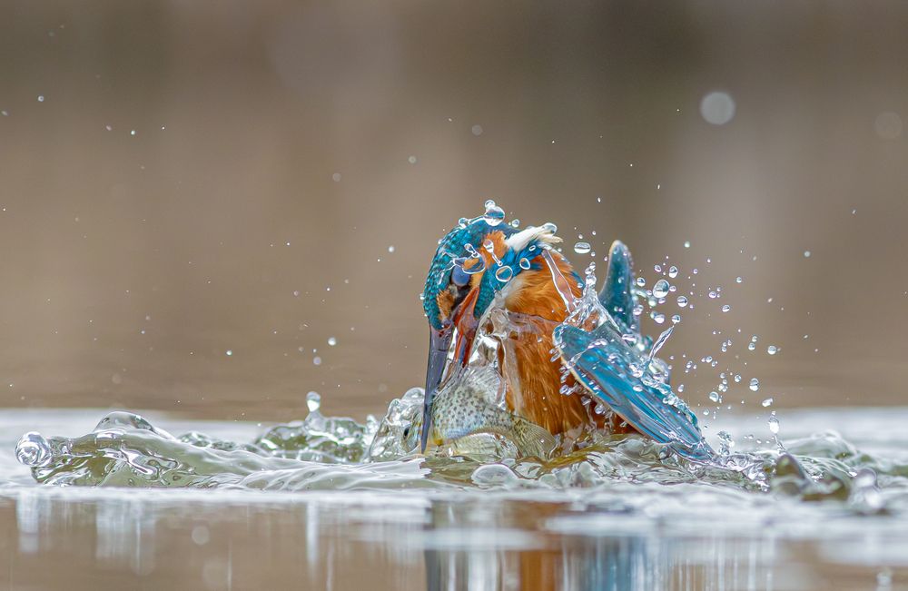 Kingfisher