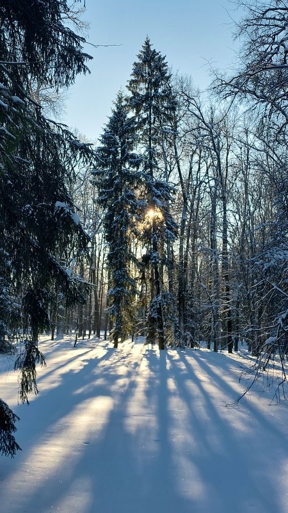 Зимний вечер в лесу