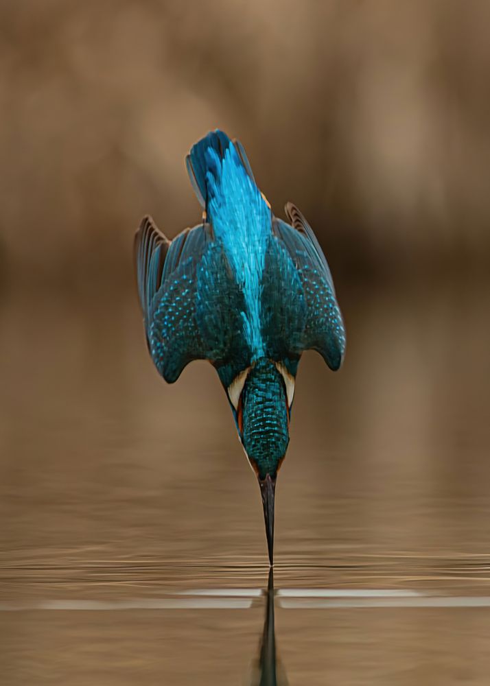 The Azure Hunter: The Silent Touch