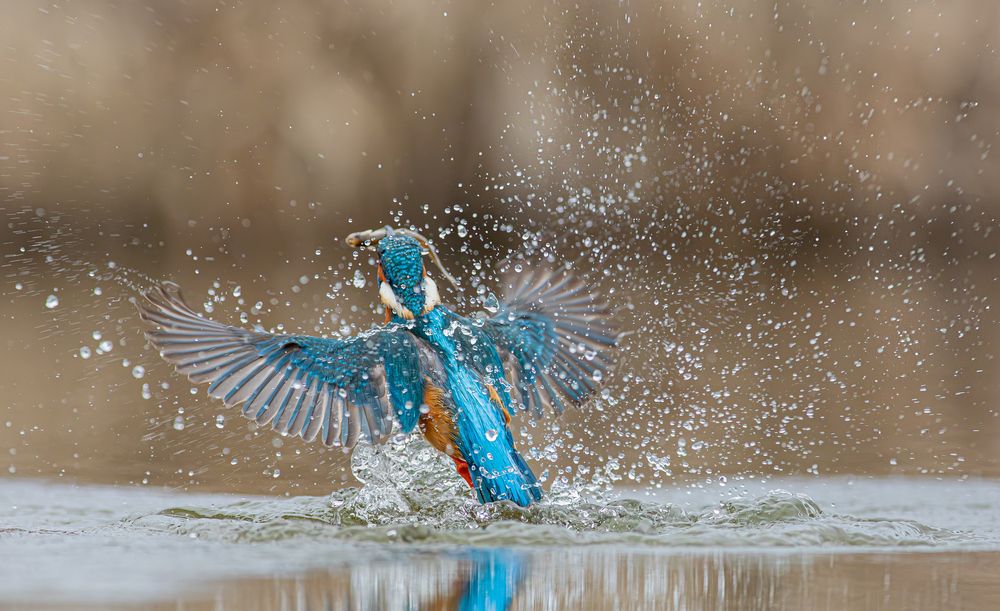 Kingfisher with breakfast
