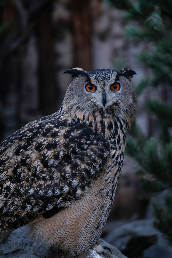 Фотография автора Васильев Роман