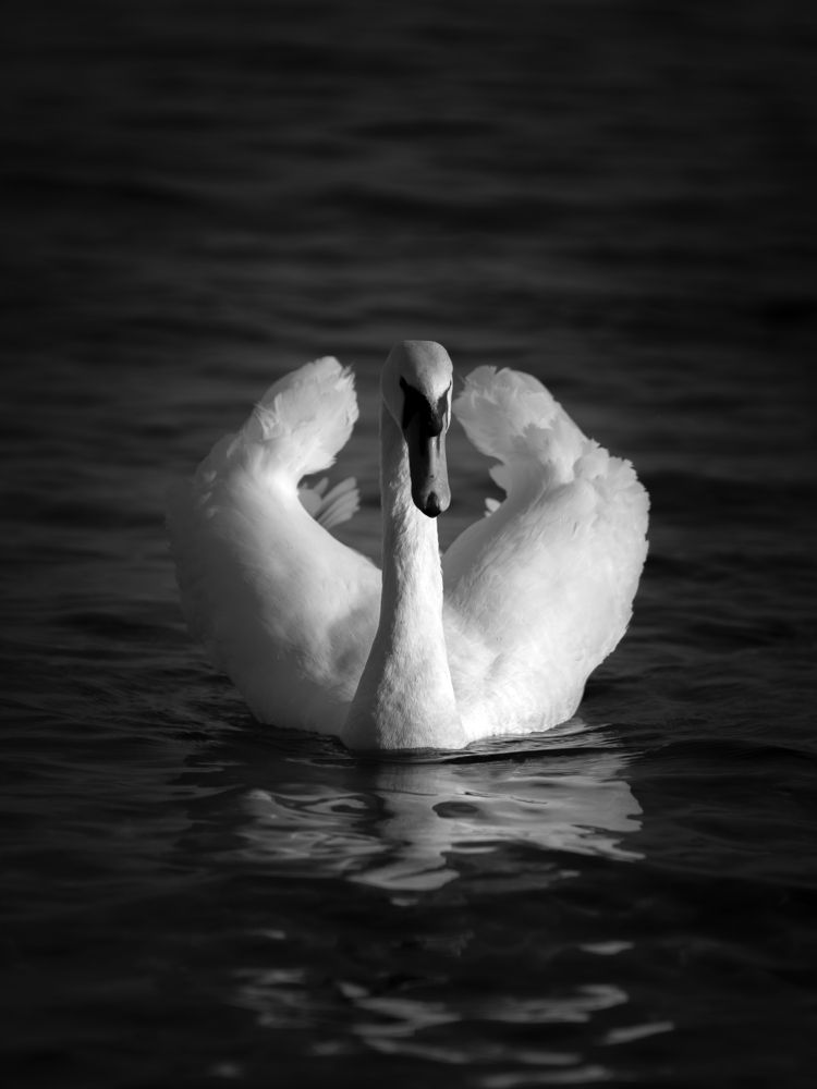 Фотография автора Tsvetomir Stanev