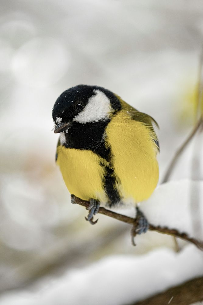 Фотография автора Васильев Роман