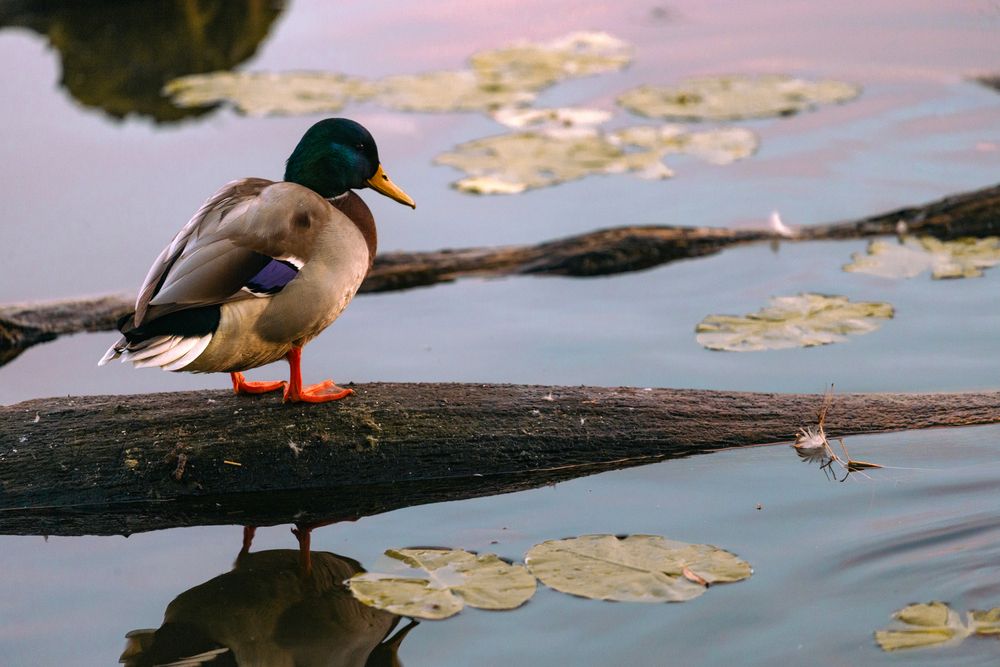 Photograph by Витас Черняускас