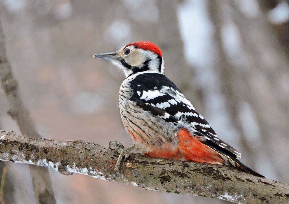 Дятел белоспинный