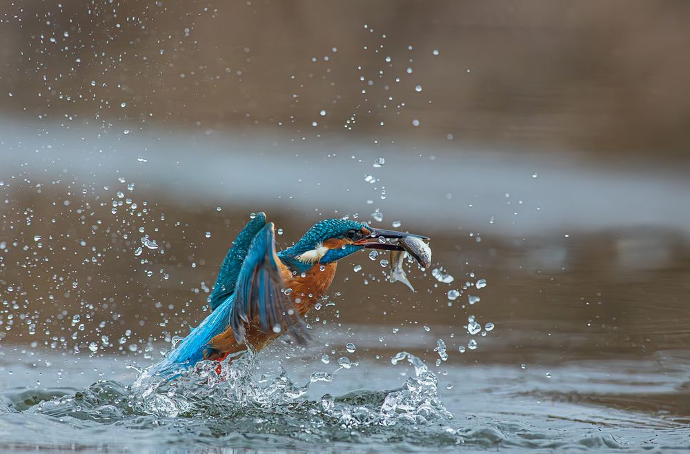 Photograph by Erika Katics