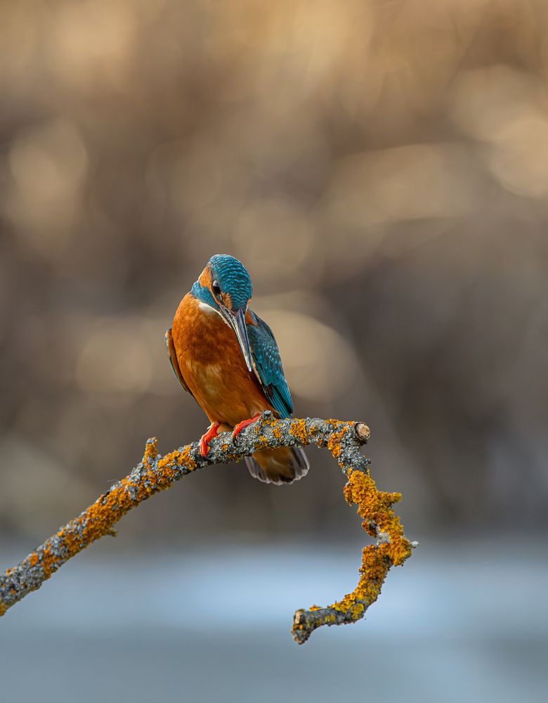 The Focused Watchman